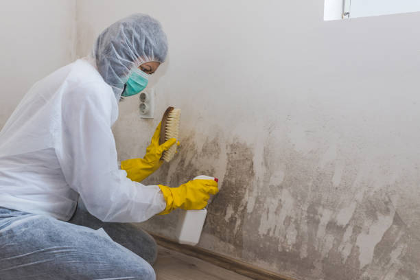 Best Post-Construction Mold Inspection  in Fowlerville, MI