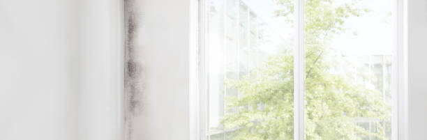 Best Air Quality Testing for Mold Spores  in Fowlerville, MI