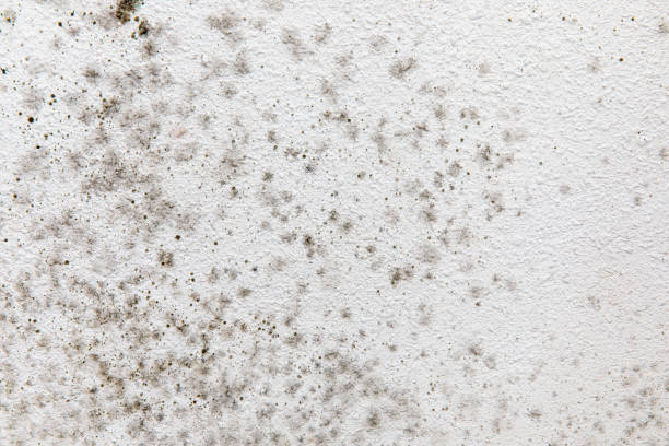 Best Real Estate Mold Inspection  in Fowlerville, MI